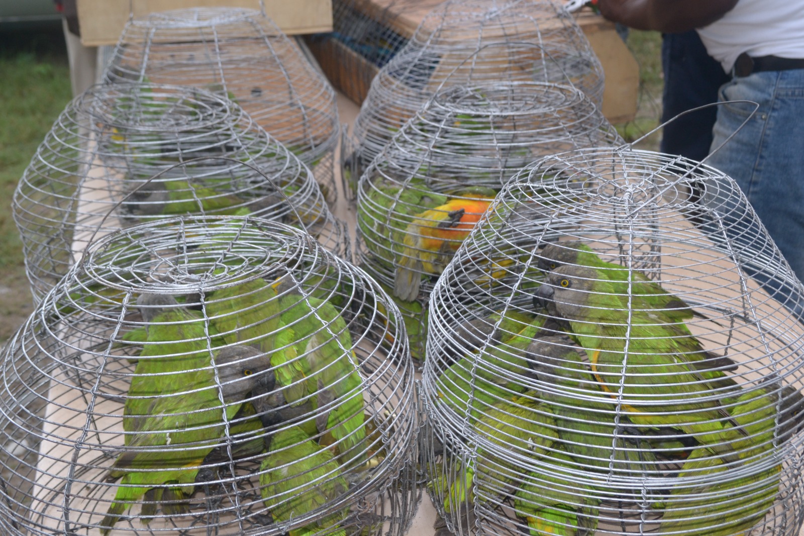 Wildlife Smuggling: Seme Customs Intercepts Travelers With 94 Birds
