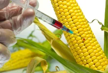 gmo maize