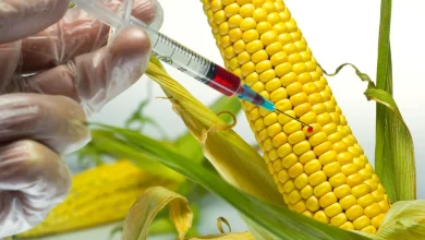 gmo maize