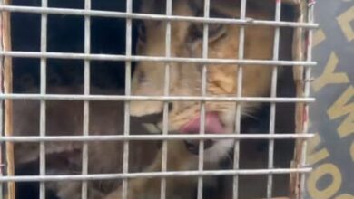 IMG 20251117 WA00012