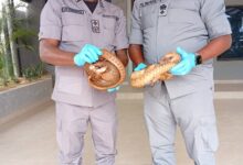 e03462dd d895 4f6a a068 0e5c2182295c