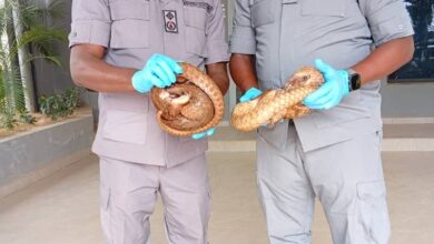 e03462dd d895 4f6a a068 0e5c2182295c